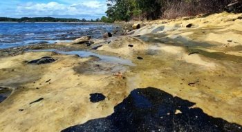 Parte do óleo ficou alojada nos mangues