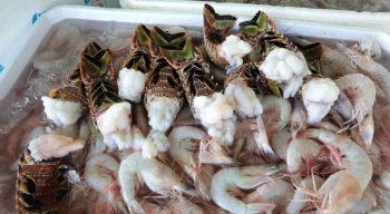 O Guia de Consumo Responsável de Pescado pesquisou 38 espécies de peixe de maior valor comercial, que são as mais procuradas pelos consumidores