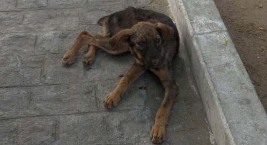 Cadela foi entregue a uma instituição que cuida de animais