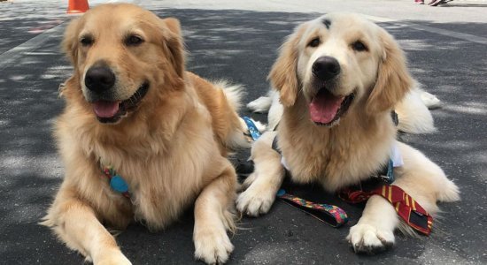 Encontro de Golden Retriever será realizado em Caruaru