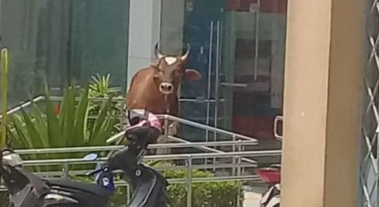 Animal ficou cerca de 40 minutos em frente à agência e deixou clientes confinados no local