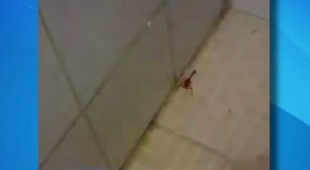 Os animais andam livremente pelo espaço que aparentemente não está higienizado