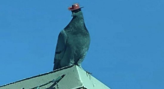 A origem da brincadeira ainda é desconhecida, mas o fato chama cada vez mais atenção nas redes