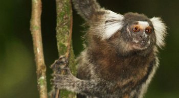 Óbitos foram registrados no fim do ano passado