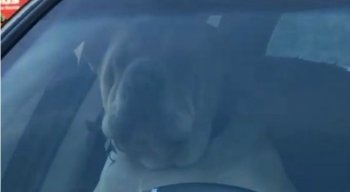 Após a ação do animal, o homem foi ao carro, sem graça, atender aos chamados do cãozinho