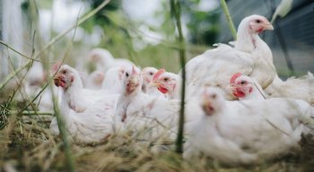 Animais vivos e mortos foram encontrados no local