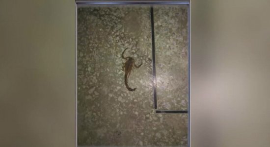 Clima de medo no Hospital Otávio de Freitas por causa de escorpiões
