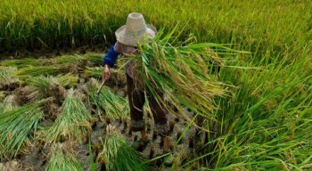 O meio rural continua concentrando o maior número de registros, com 87% dos casos