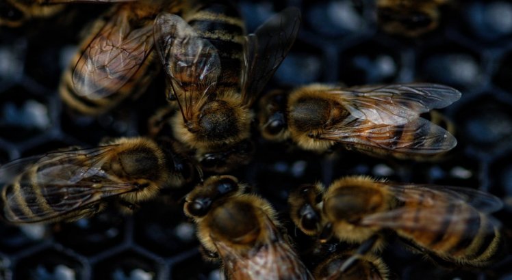 Moradores de Caruaru têm casas invadidas e são atacados por enxames de abelhas