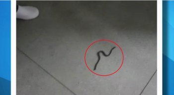 O vídeo em que mostra a cobra foi enviado para a produção da TV Jornal