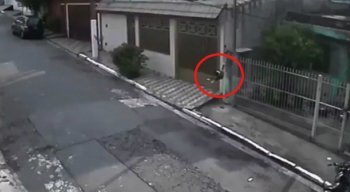 O cachorro que está sob cuidados de uma ONG