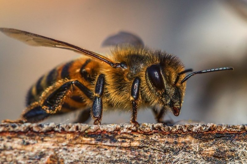 Idoso morre ap&oacute;s ataque de abelhas