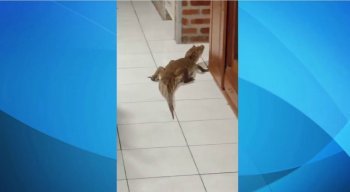 A mulher publicou o vídeo nas redes sociais e o jacaré ganhou até apelido