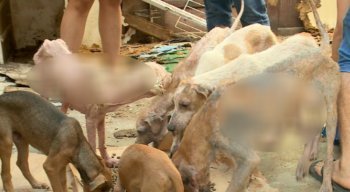Ao todo, cerca de 30 cães foram resgatados