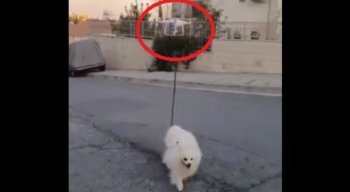 É possível observar que o rapaz prendeu a coleira do animal em um drone