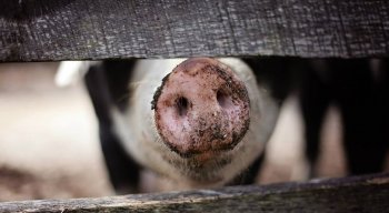 Porco atacou mulher e dois filhos dela em fazenda de Lagoa Grande, no Sertão de Pernambuco