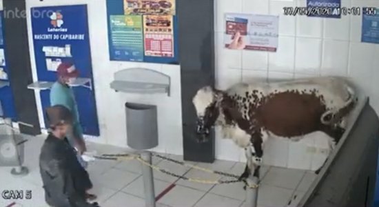 Boi invade fila de lotérica e assusta pessoas na cidade de Poção