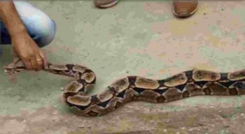 Nesta época, as cobras costumam se locomover mais e são atraídas para locais com mato e lixo, onde há presença de roedores.
