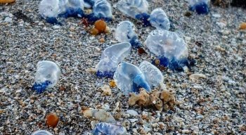 Caravelas aparecem em praias de Pernambuco e Alagoas
