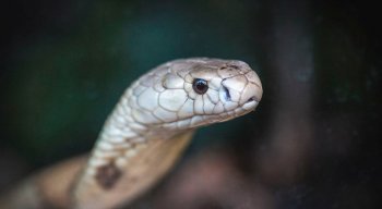 Operação Marraquexe desarticula organização criminosa que fazia tráfico internacional de animais silvestres, exóticos e em extinção, no Amapá