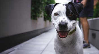 Cães são usados durante estudo