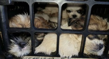 Filhotes estavam em situação de maus tratos