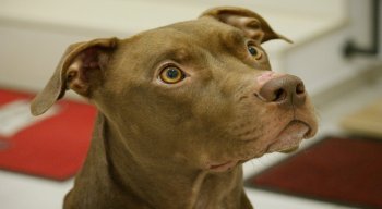 Pitbull teria subido no sofá, o que irritou o agressor