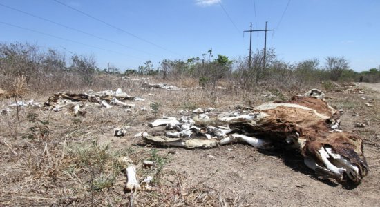 Estiagem no Agreste de Pernambuco.
