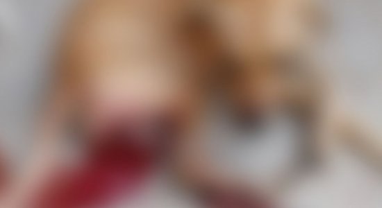 O cão passou por procedimento cirúrgico e até o fechamento desta matéria encontrava-se internado na unidade em estado grave