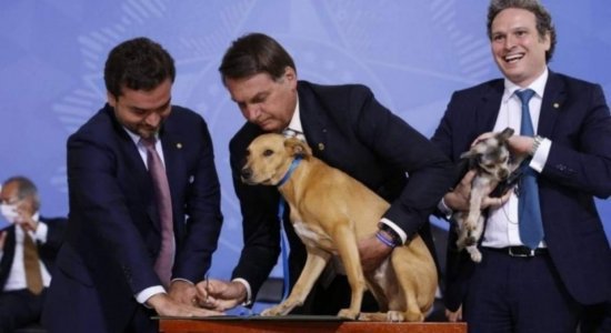 Governo publica lei que aumenta penas de maus-tratos contra cães e gatos