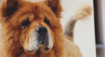 Chow-chow é um cachorro originário da China e pode chegar a pesar mais de 30 quilos