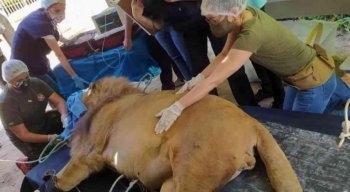 O leão estava com um sangramento na boca e foi submetido a um check-up
