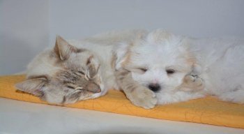 caes e gatos