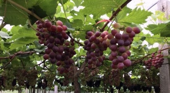 Nova variedade de uva com sabor semelhante ao morango é testada