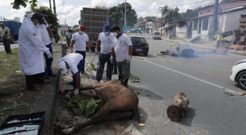 Por conta dos ferimentos os dois animais, precisaram ser sacrificados