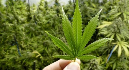 A decisão pode abrir caminho para uma expansão da pesquisa e do uso medicinal da substância