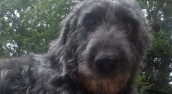 Cachorro salvou menina de 12 anos