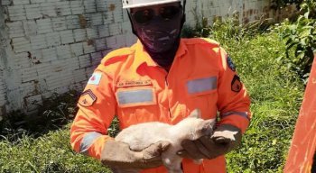 Gato é resgatado em coqueiro de 8 metros de altura