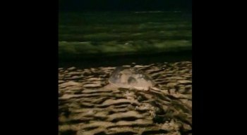 Tartaruga depositou ovos na praia de Candeias