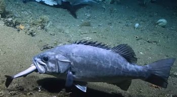As imagens foram registradas por acaso pela Administração Oceânica e Atmosférica Nacional (NOAA)