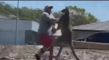 Homem é atacado por canguru