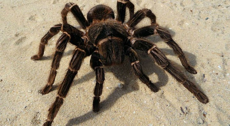 Aranha gigante