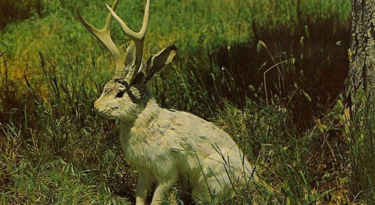 Jackalope