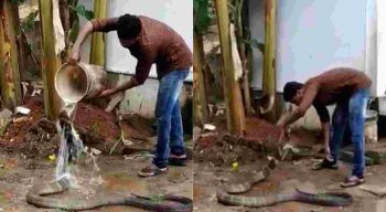 A cobra-rei recebe um banho de balde e carinho no vídeo