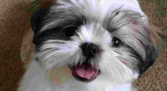 O caso aconteceu em Praia Grande, São Paulo. O cachorro era da raça Shih tzu.