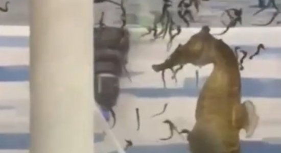 Cavalo-marinho macho ameaçado de extinção dá à luz 100 filhotes
