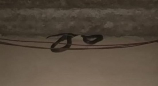 Cobra é resgatada de telhado de casa