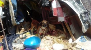 Cachorros foram levados para um abrigo de animais