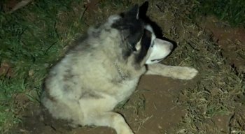 Cachorro é encontrado enterrado vivo após furto de sítio
