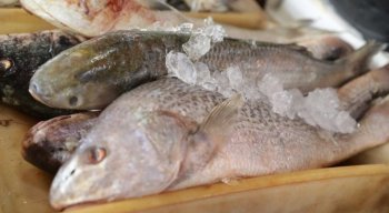 Consumidores devem verificar as condições de armazenamento e temperatura dos peixes.